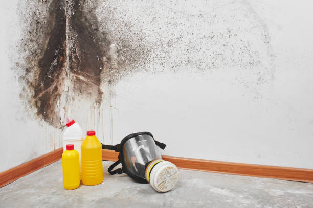 Best Mold Testing  in Dardenne Prairie, MO