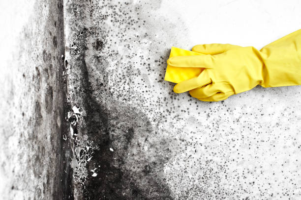 Reliable Dardenne Prairie, MO Mold Removal Solutions