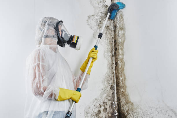 Best Attic Mold Removal  in Dardenne Prairie, MO