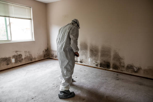 Best Commercial Mold Removal  in Dardenne Prairie, MO