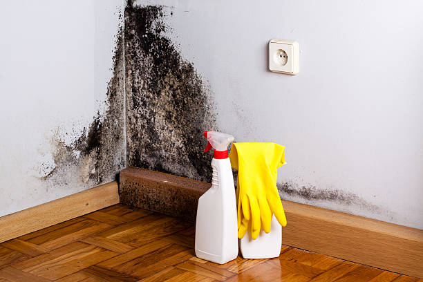 Mold Testing and Removal in Dardenne Prairie, MO