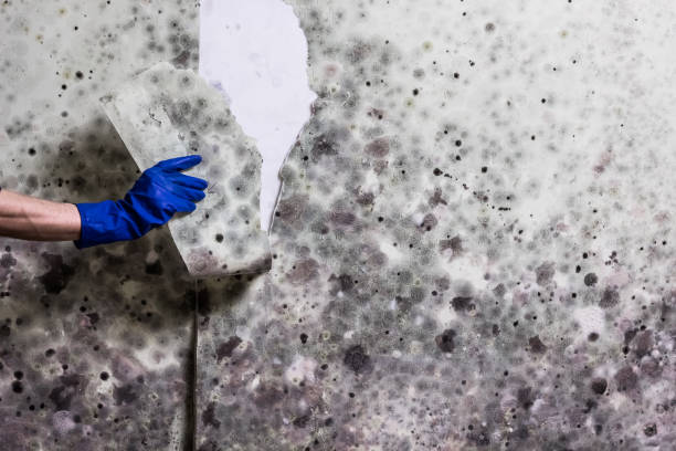 Best Crawl Space Mold Removal  in Dardenne Prairie, MO