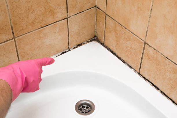 Best Mold Testing and Removal  in Dardenne Prairie, MO