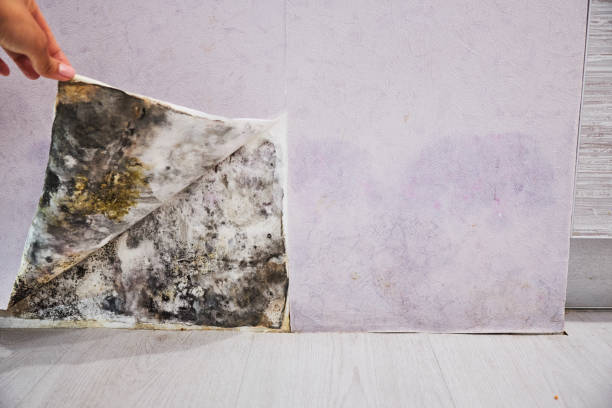 Best Mold Damage Repair  in Dardenne Prairie, MO